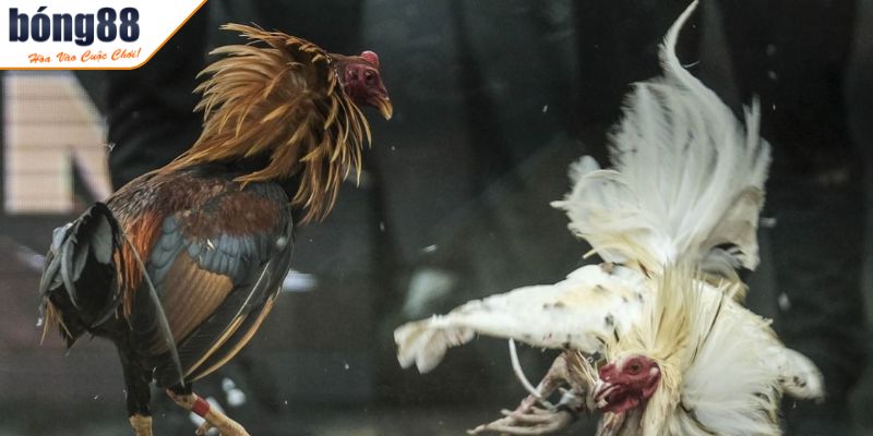 Loại hình cựa sắt kịch tính