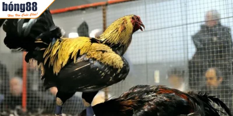 Tiêu chí tính điểm và phân định thắng thua