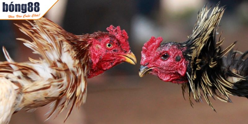 Tổng quan đá gà trực tiếp Thomo